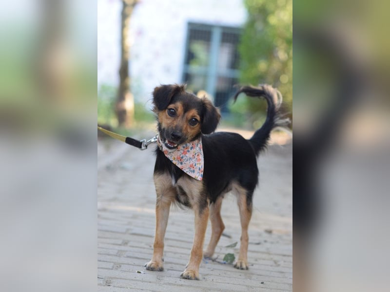 Missy - freundliche, liebevolle Hündin die gerne schmust