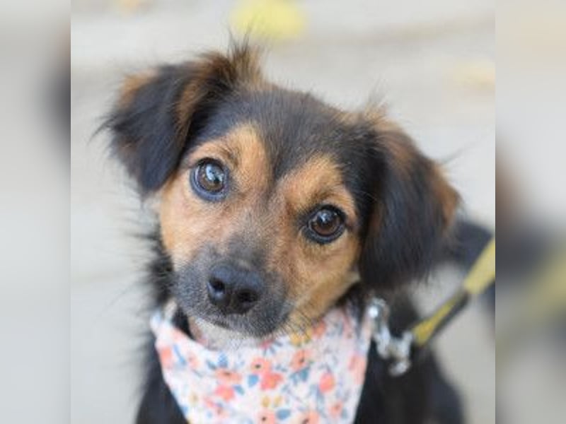 Missy - freundliche, liebevolle Hündin die gerne schmust