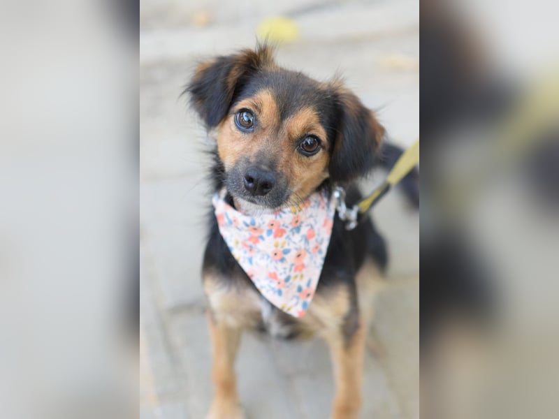 Missy - freundliche, liebevolle Hündin die gerne schmust