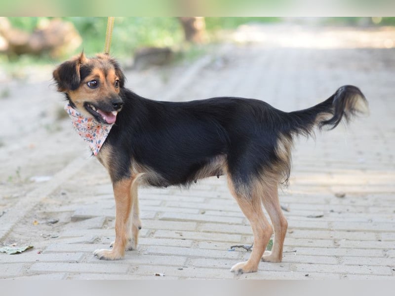 Missy - freundliche, liebevolle Hündin die gerne schmust