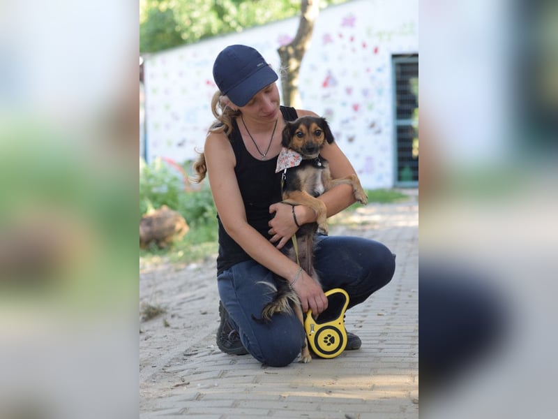 Missy - freundliche, liebevolle Hündin die gerne schmust