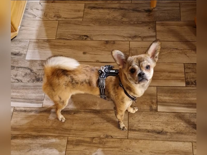 Tobi sucht ein neues Zuhause