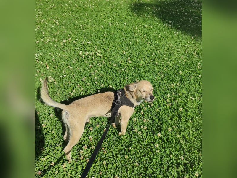 Rick , kleiner, katzenfreundlicher Herzenshund sucht sein Zuhause