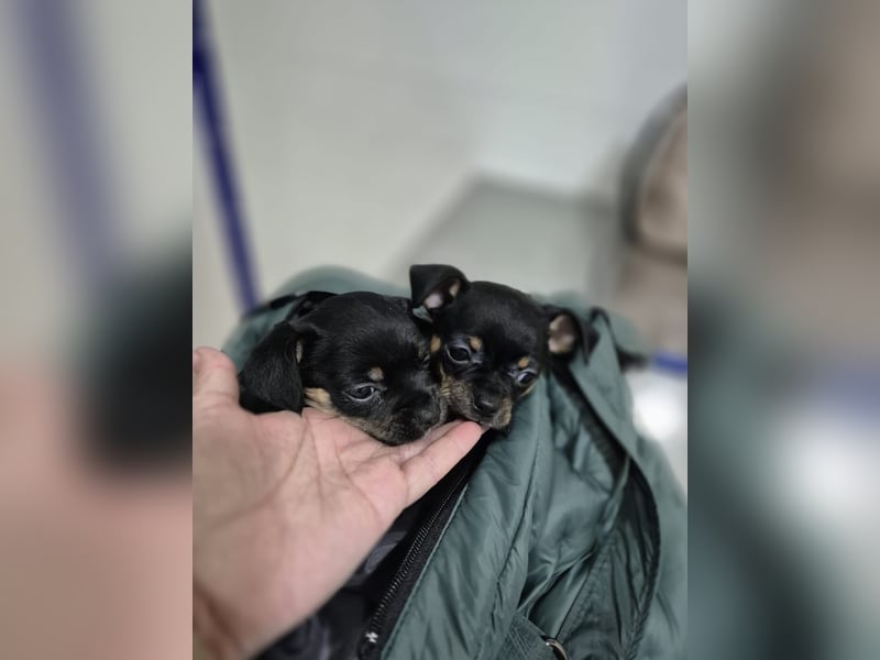 Malik, ein zauberhafter kleiner Bub