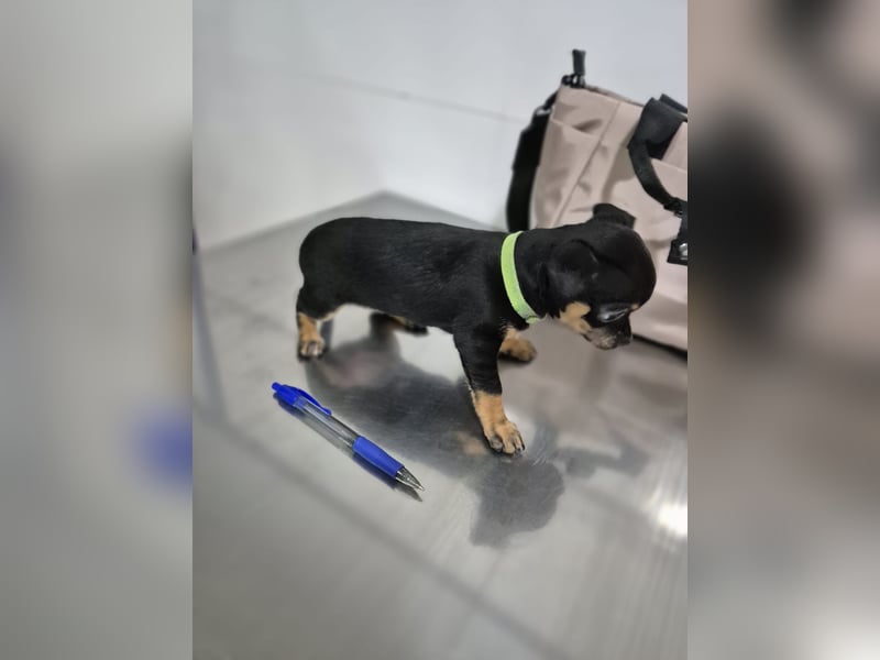 Flora, eine kleine Prinzessin