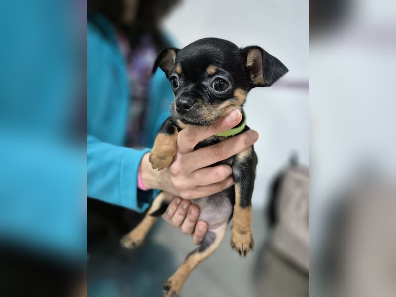 Flora, eine kleine Prinzessin