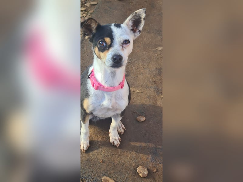 Min, kleine Hündin ganz groß