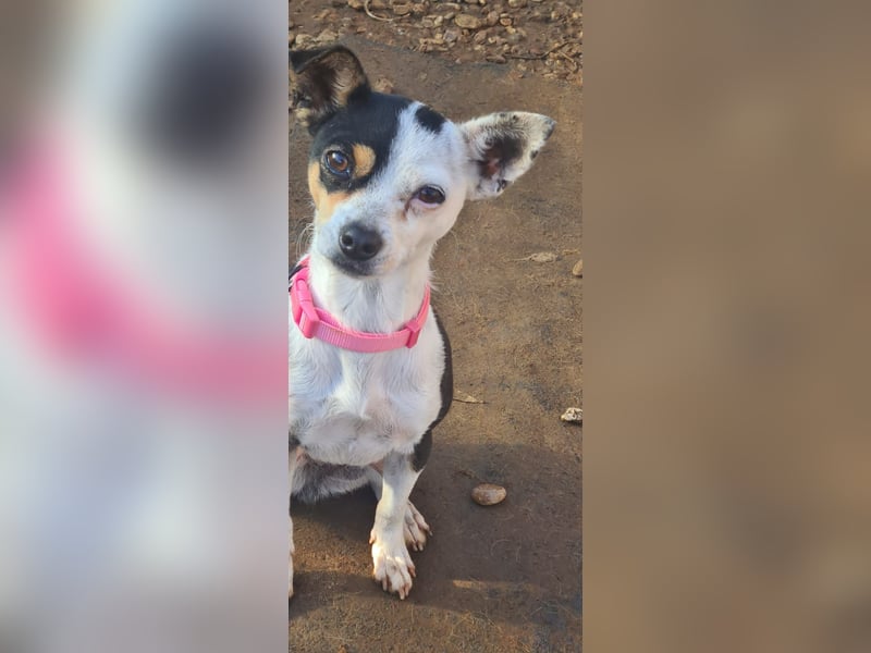 Min, kleine Hündin ganz groß