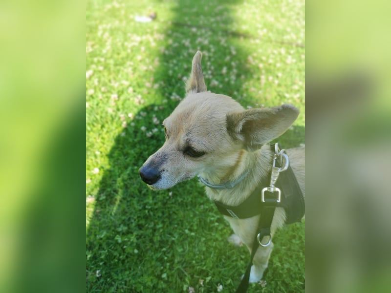 Rick , kleiner, katzenfreundlicher Herzenshund sucht sein Zuhause