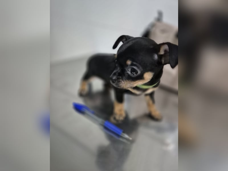 Flora, eine kleine Prinzessin