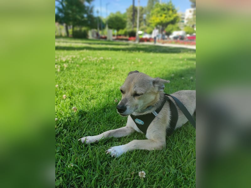 Rick , kleiner, katzenfreundlicher Herzenshund sucht sein Zuhause