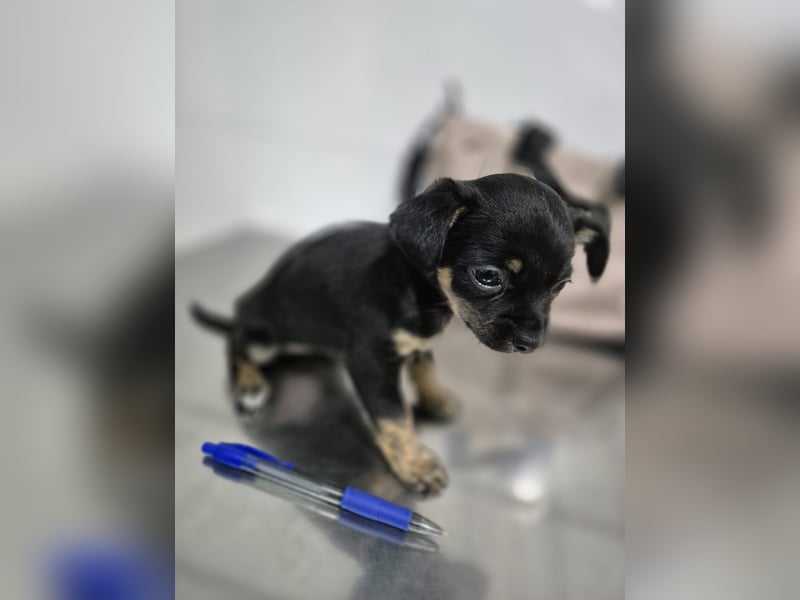 Malik, ein zauberhafter kleiner Bub