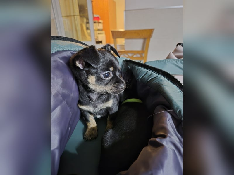 Malik, ein zauberhafter kleiner Bub