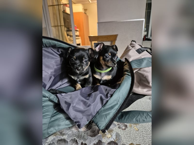 Flora, eine kleine Prinzessin