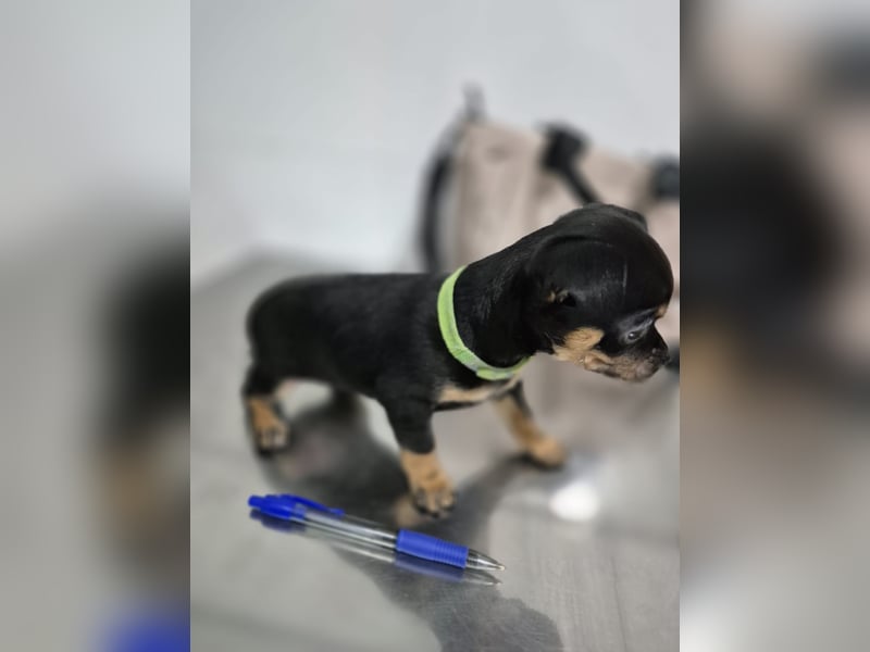 Flora, eine kleine Prinzessin