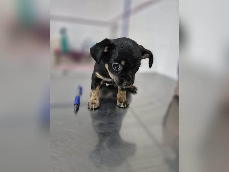 Malik, ein zauberhafter kleiner Bub