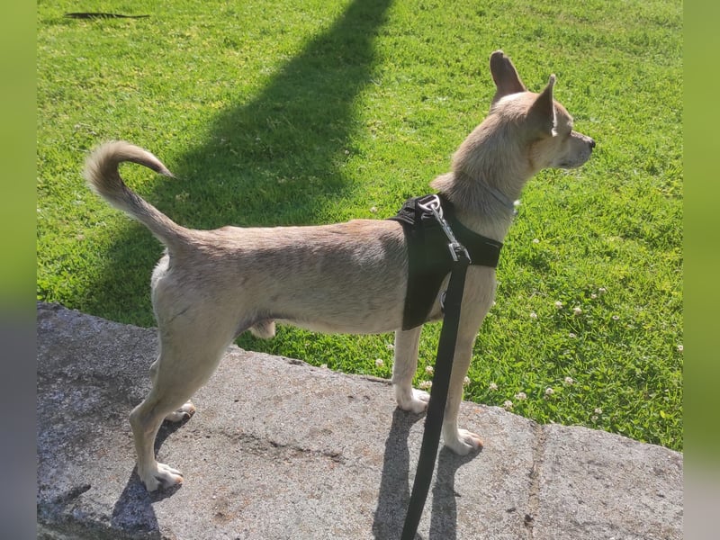 Rick , kleiner, katzenfreundlicher Herzenshund sucht sein Zuhause