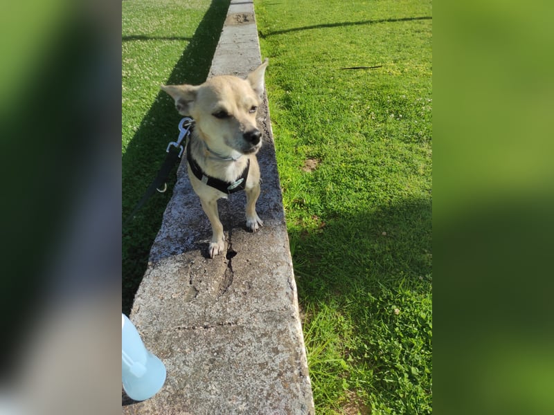 Rick , kleiner, katzenfreundlicher Herzenshund sucht sein Zuhause