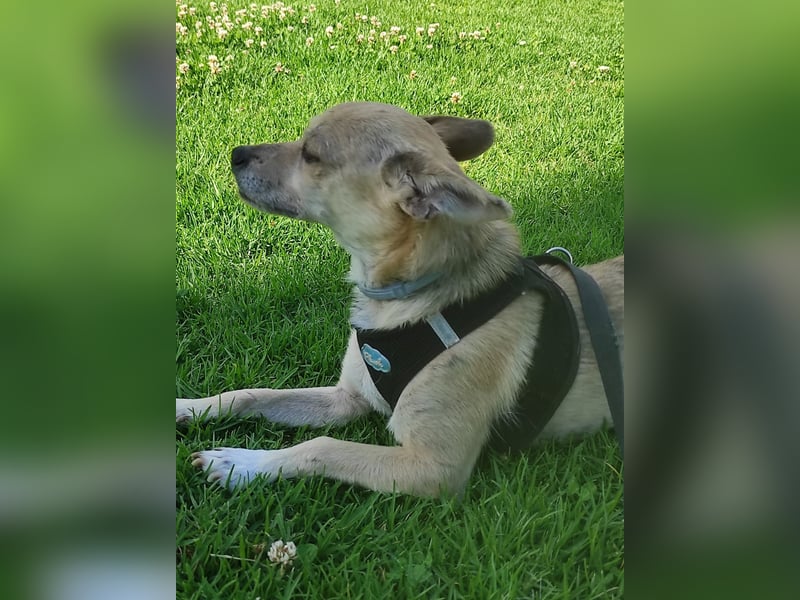 Rick , kleiner, katzenfreundlicher Herzenshund sucht sein Zuhause