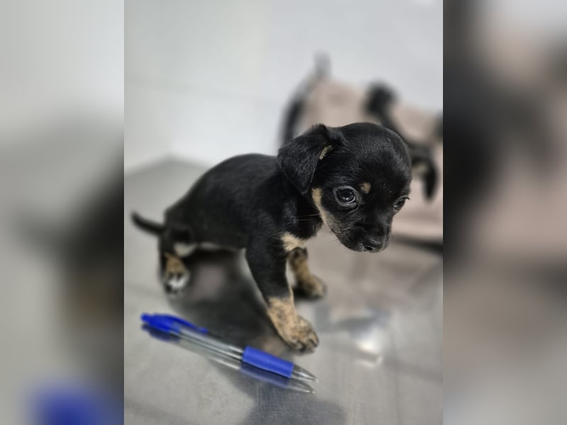 Malik, ein zauberhafter kleiner Bub