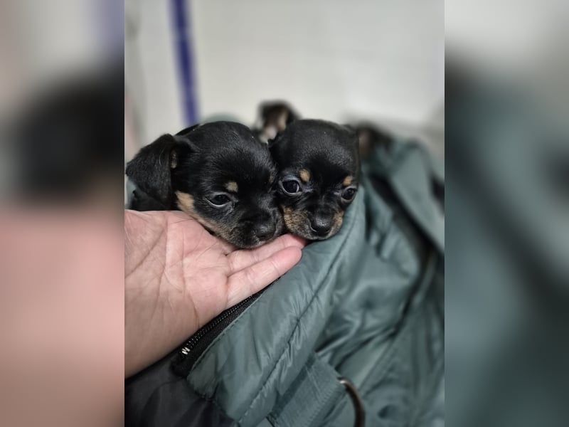 Flora, eine kleine Prinzessin