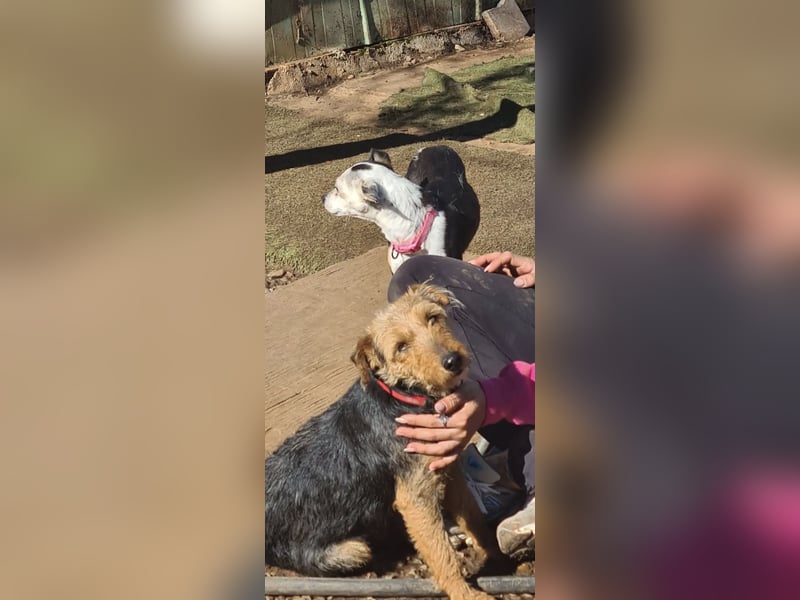 Min, kleine Hündin ganz groß