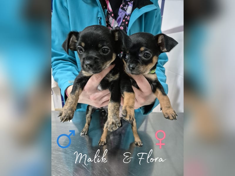 Flora, eine kleine Prinzessin