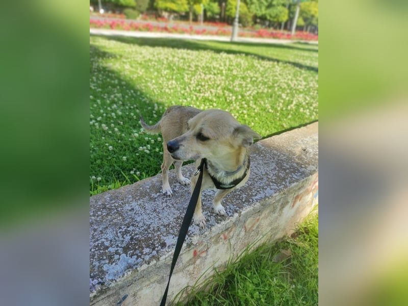 Rick - kleiner, katzenfreundlicher Herzenshund sucht sein Zuhause