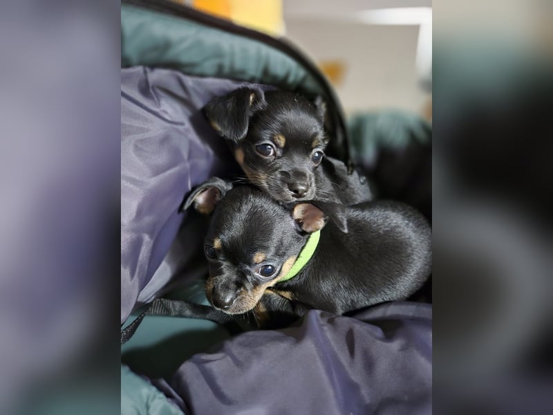 Flora, eine kleine Prinzessin