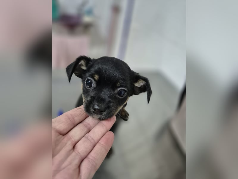 Flora, eine kleine Prinzessin