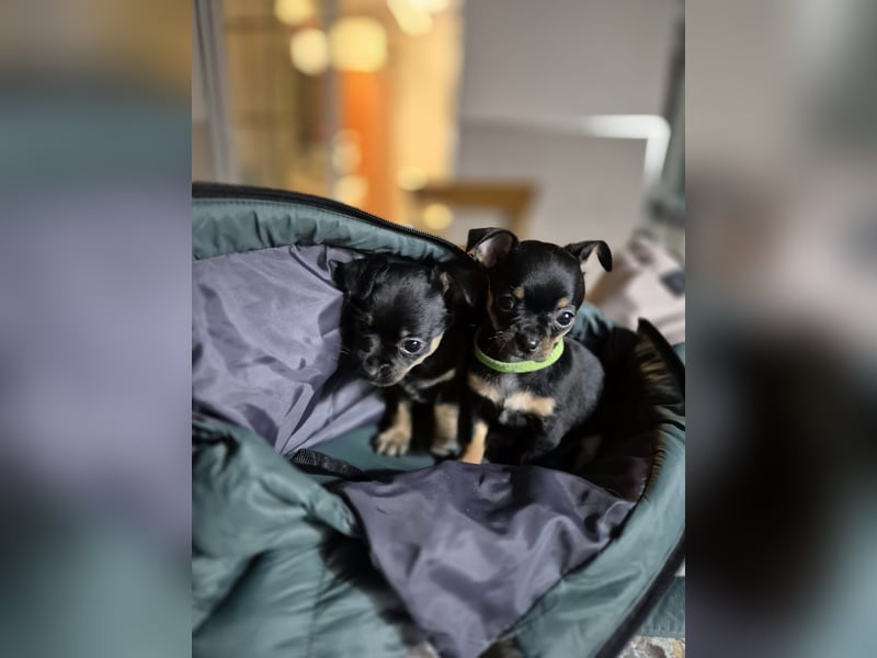 Malik, ein zauberhafter kleiner Bub