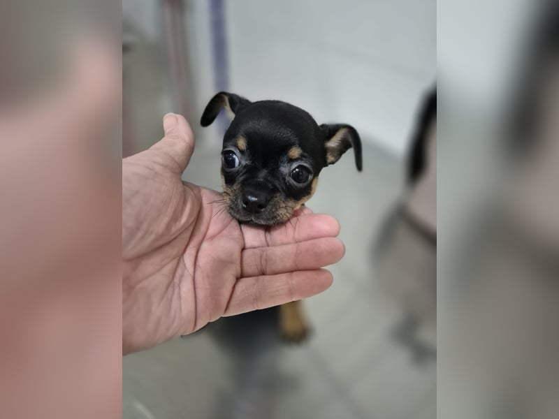 Flora, eine kleine Prinzessin