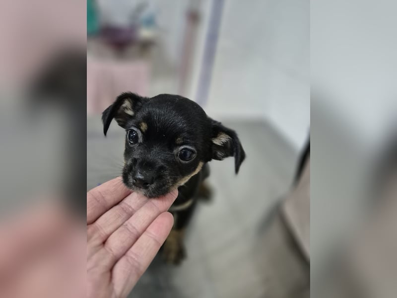 Malik, ein zauberhafter kleiner Bub