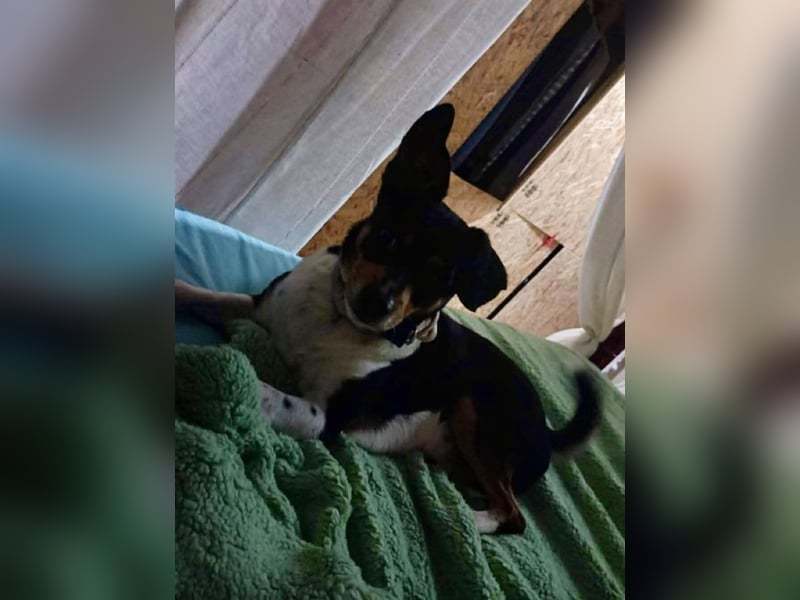 Kleiner und menschenbezogener Junghund Spithos (3 Jahre) sucht eine Familie