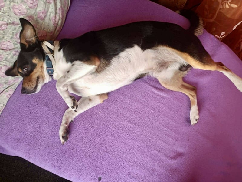Kleiner und menschenbezogener Junghund Spithos (3 Jahre) sucht eine Familie