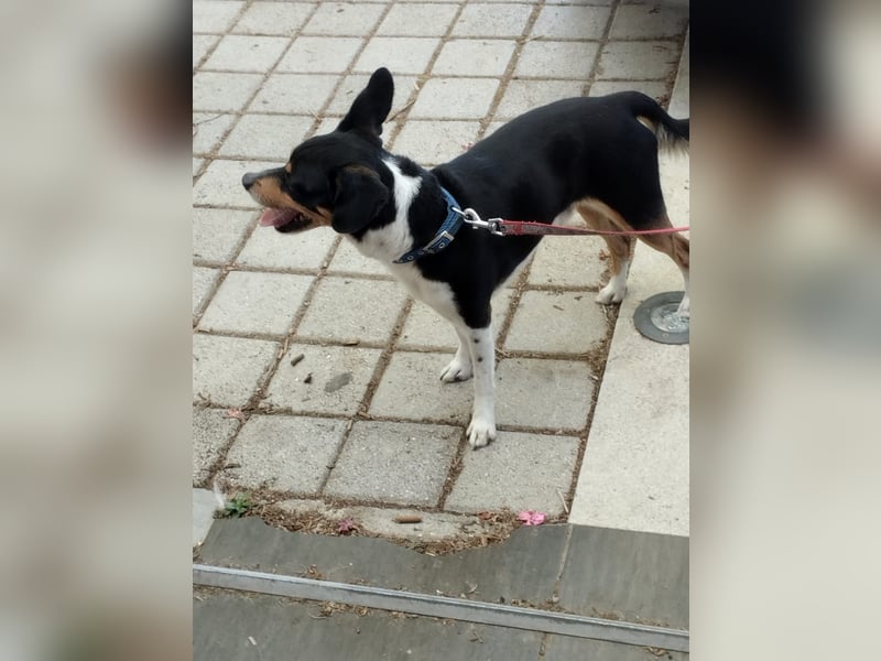 Kleiner und menschenbezogener Junghund Spithos (3 Jahre) sucht eine Familie