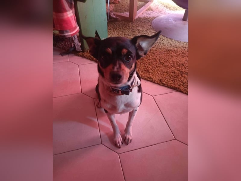 Kleiner und menschenbezogener Junghund Spithos (3 Jahre) sucht eine Familie