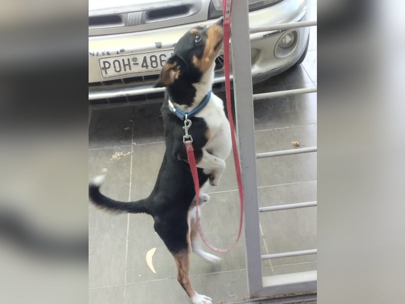 Kleiner und menschenbezogener Junghund Spithos (3 Jahre) sucht eine Familie