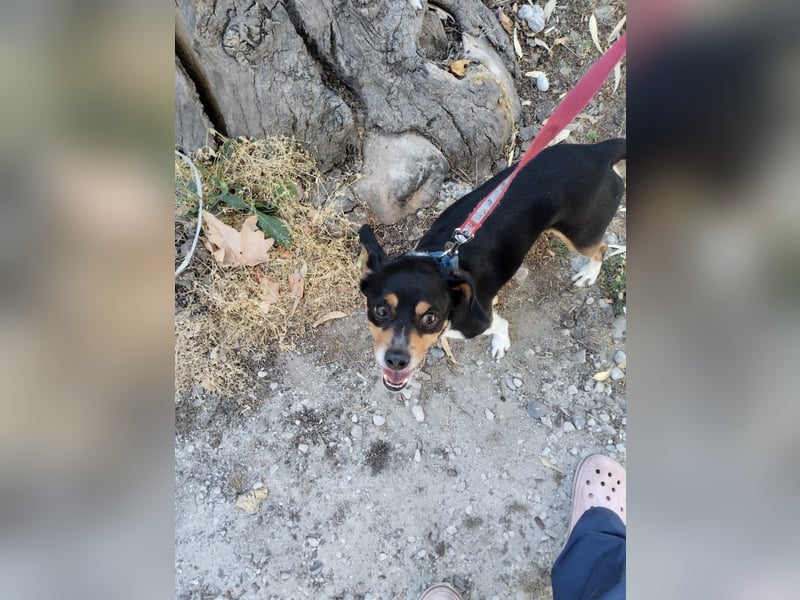 Kleiner und menschenbezogener Junghund Spithos (3 Jahre) sucht eine Familie