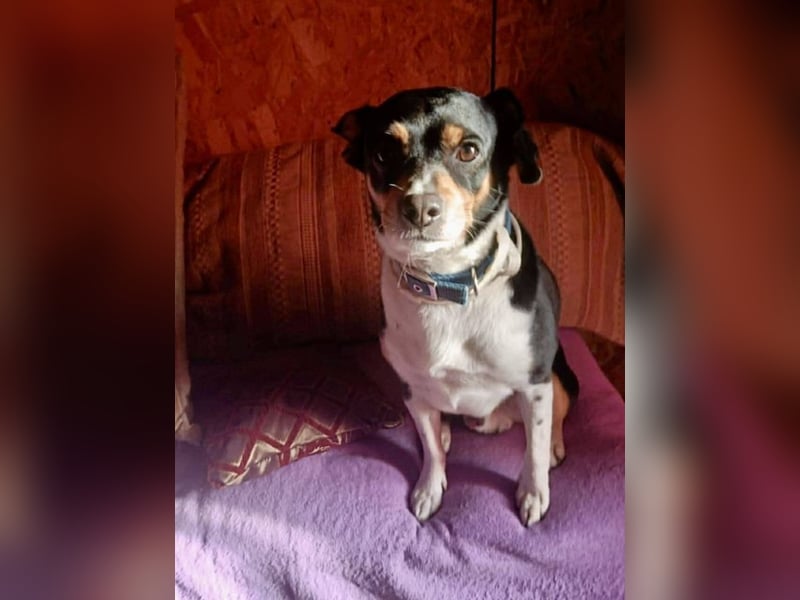 Kleiner und menschenbezogener Junghund Spithos (3 Jahre) sucht eine Familie