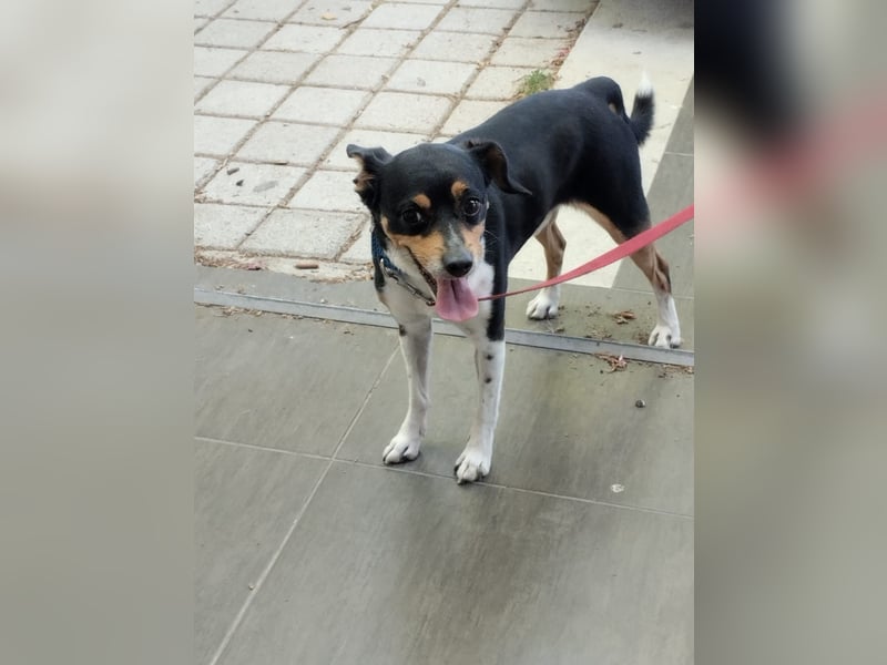 Kleiner und menschenbezogener Junghund Spithos (3 Jahre) sucht eine Familie