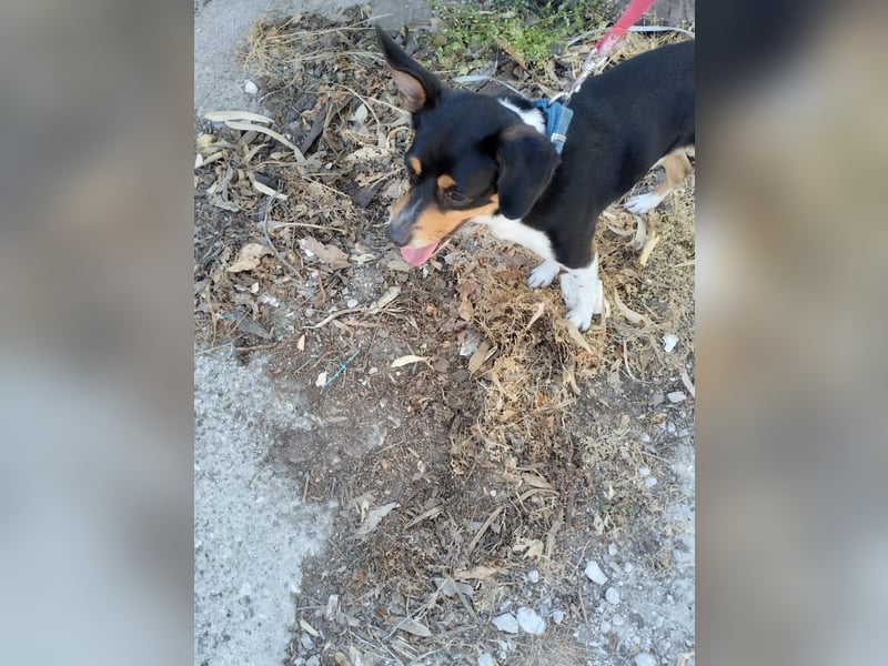 Kleiner und menschenbezogener Junghund Spithos (3 Jahre) sucht eine Familie