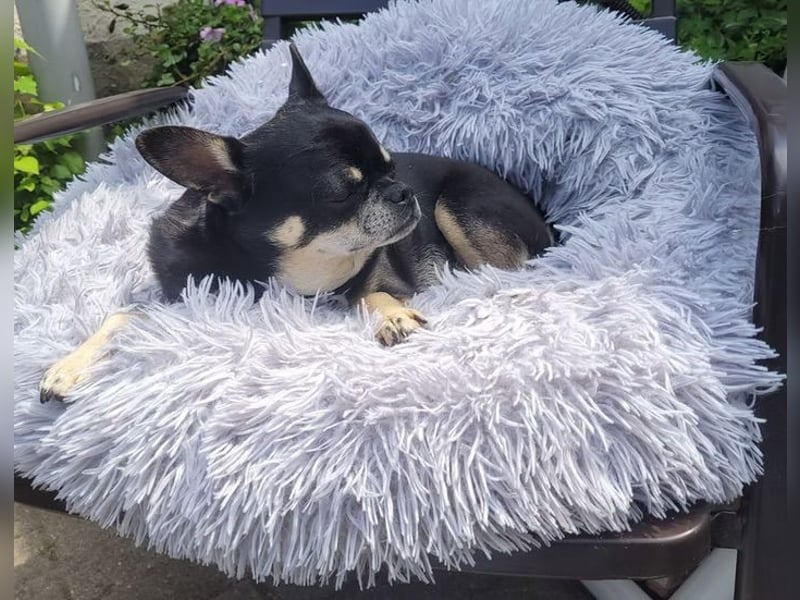 Pascha-Kleiner Pascha sucht großes Herz!