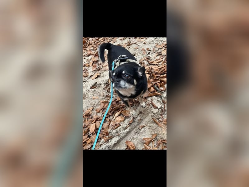 Pascha-Kleiner Pascha sucht großes Herz!