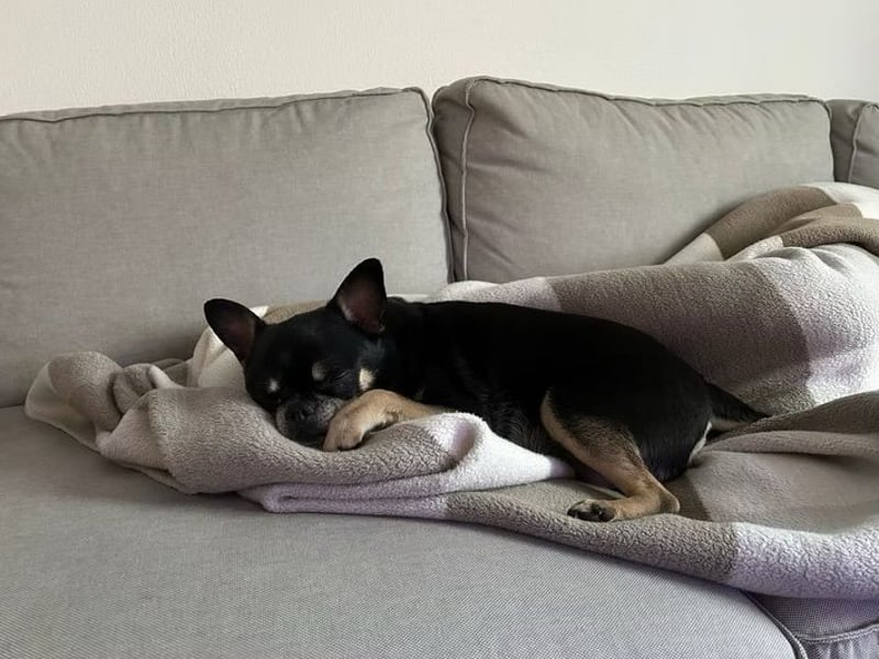 Pascha-Kleiner Pascha sucht großes Herz!