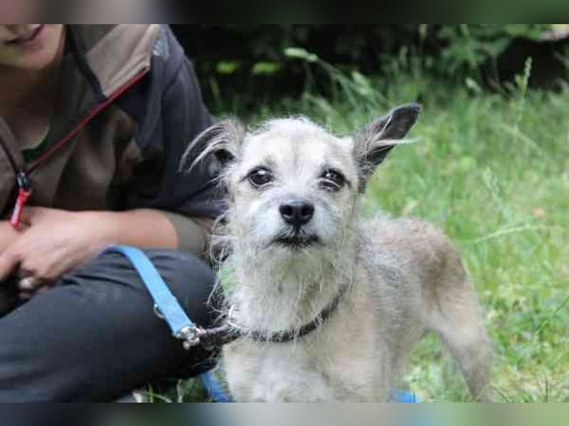Pauli, Chihuahua-Terrier-Mix- Rüde, geb. 2016, sucht ruhiges, verständnisvolles Zuhause