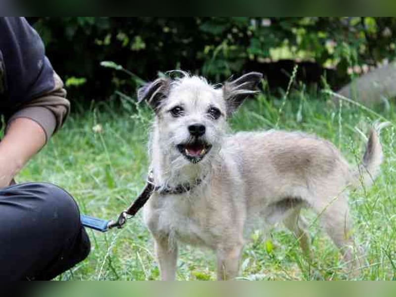 Pauli, Chihuahua-Terrier-Mix- Rüde, geb. 2016, sucht ruhiges, verständnisvolles Zuhause