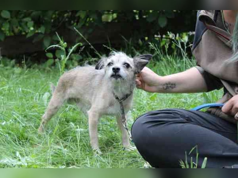 Pauli, Chihuahua-Terrier-Mix- Rüde, geb. 2016, sucht ruhiges, verständnisvolles Zuhause