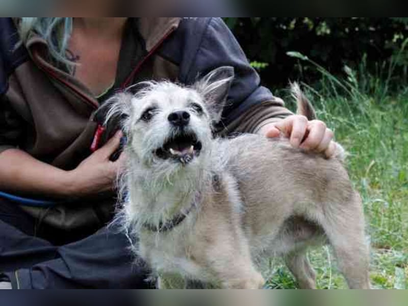 Pauli, Chihuahua-Terrier-Mix- Rüde, geb. 2016, sucht ruhiges, verständnisvolles Zuhause