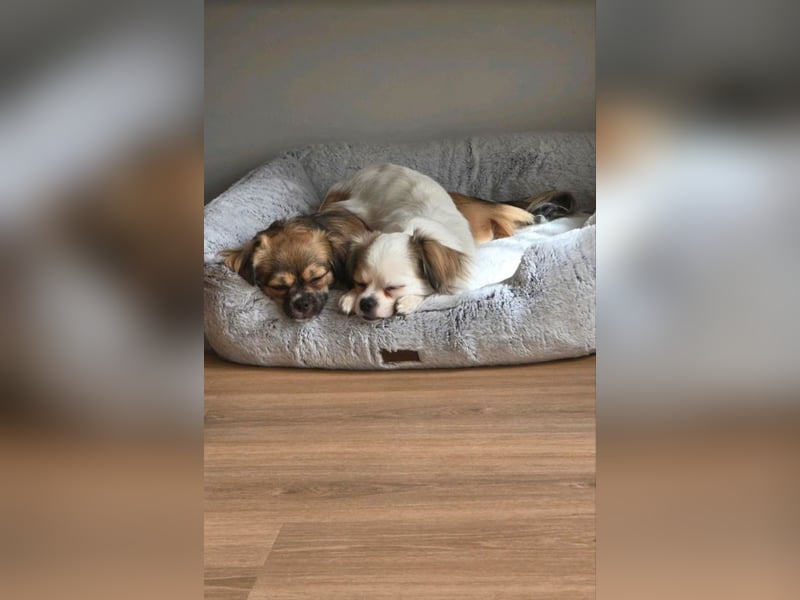 kinderliebe Chihuahua-Malteser-Mix-Schwestern
